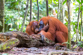 Bukit Lawang Orangutang AS 518344552