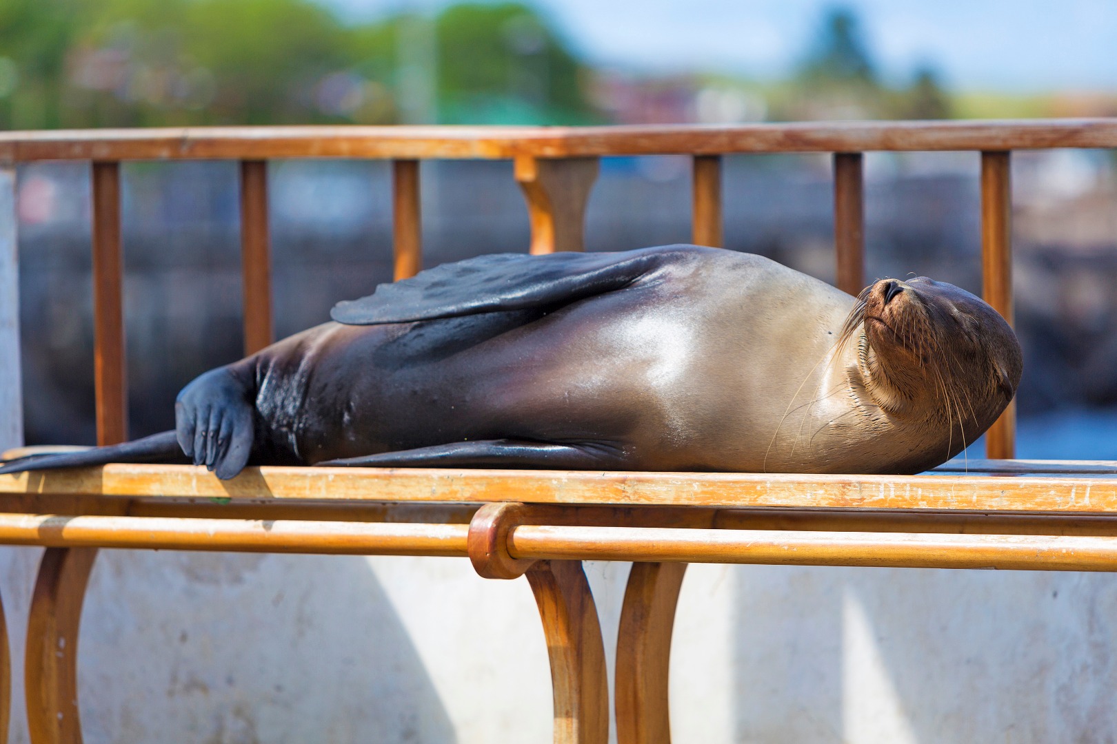 galapagos_soeloeve_13