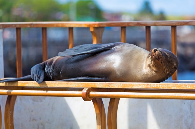 galapagos_soeloeve_13