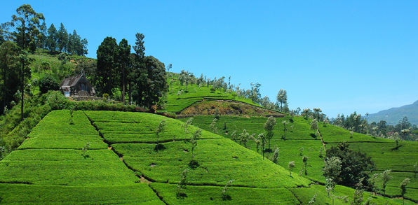 Hill Country Teplantage 02