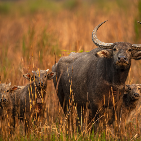 Kkziranga National Park 04 Gettyimages 2168108880