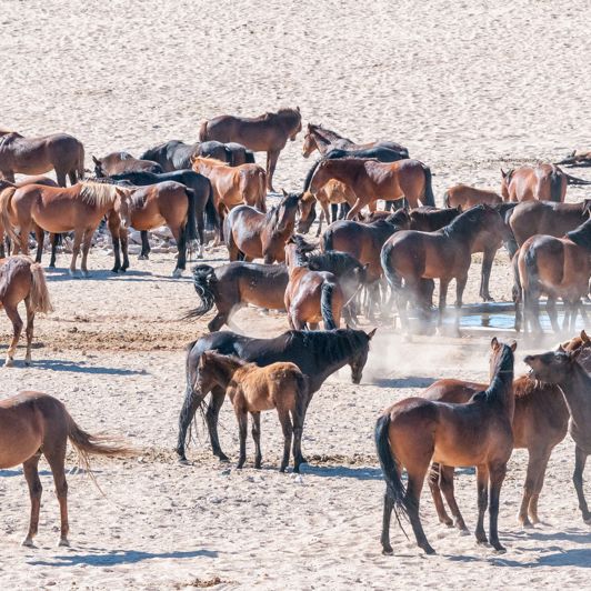 I nærheden af Kolmanskop lever der vilde heste, som er unikt for Afrika.