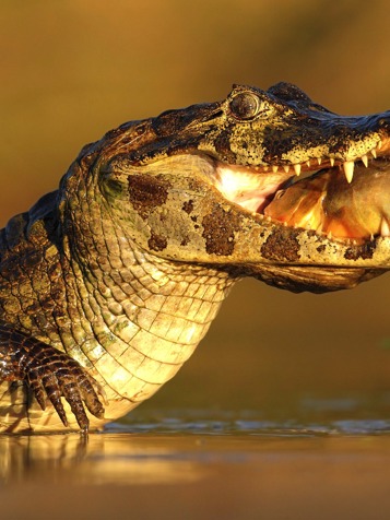 brasilien - pantanal_caiman_01