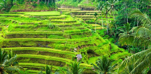bali - ubud_rismark_24