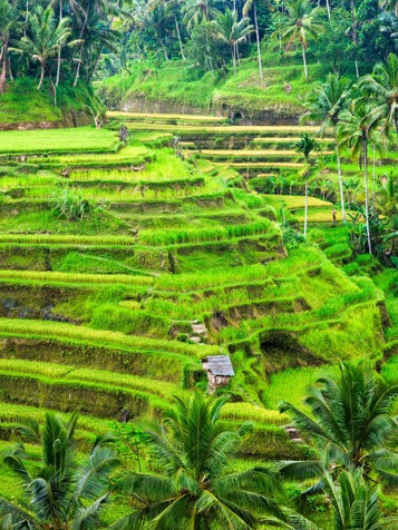 Rismarker i terrasser i Ubud
