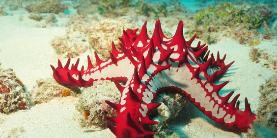 kenya_diani_beachkoral_03