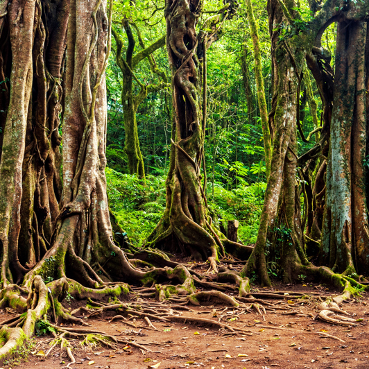 bali - bali banyan_01