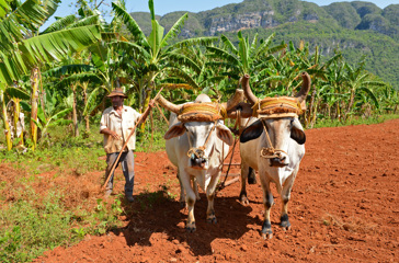 cuba - vinales bonde_02
