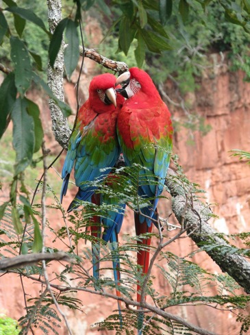 brasilien - brasilien_papegeoje par_01