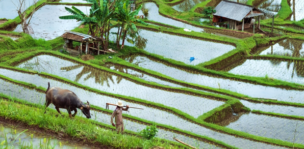 Rejsen begynder i Ubud