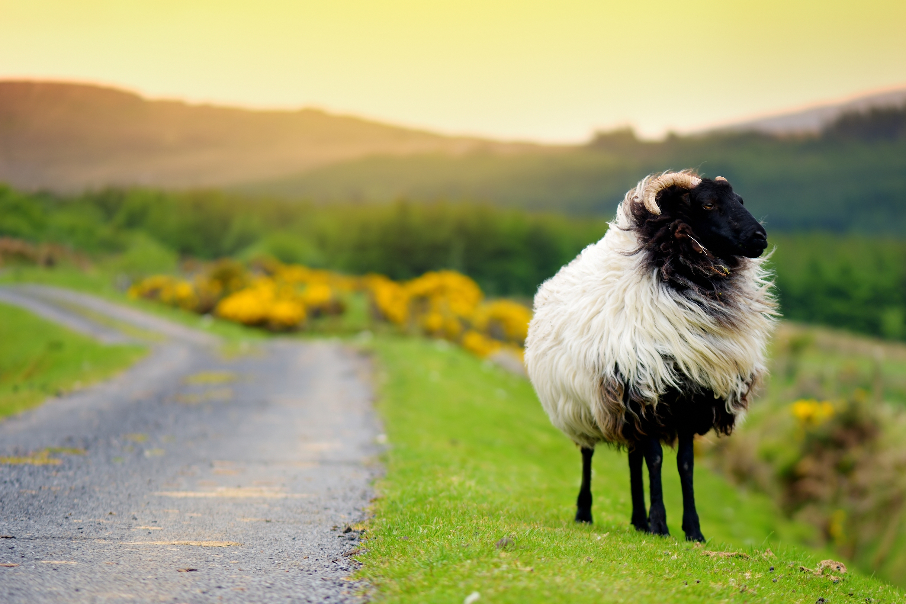 Irish Sheep
