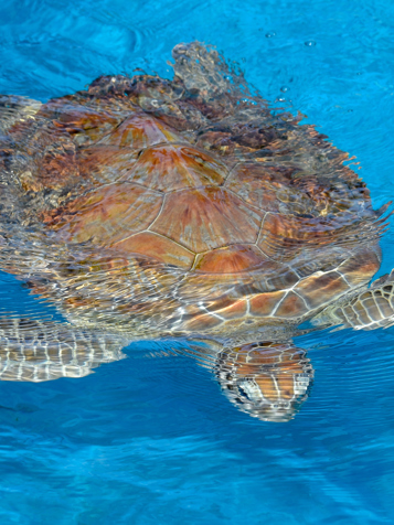 brasilien - praia do forte_skildpadde_02