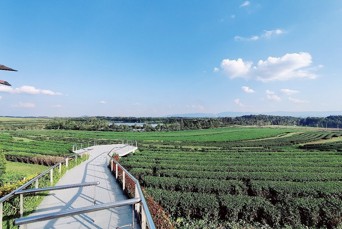 Cykeltur I Chiang Rai Landskaber