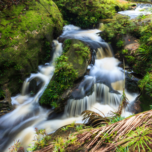Parken er kendt som det bedste sted i Sarawak at spotte vilde dyr.
