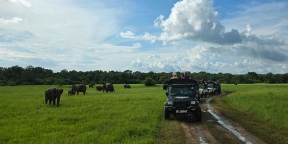 Minneriya Nationalpark Elefanter
