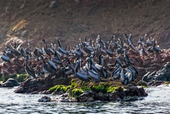 peru - ballesta oeerne_pelikan_05