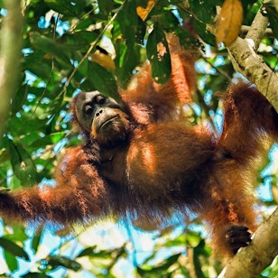 I Utan-regnskoven er der også et rigt dyreliv