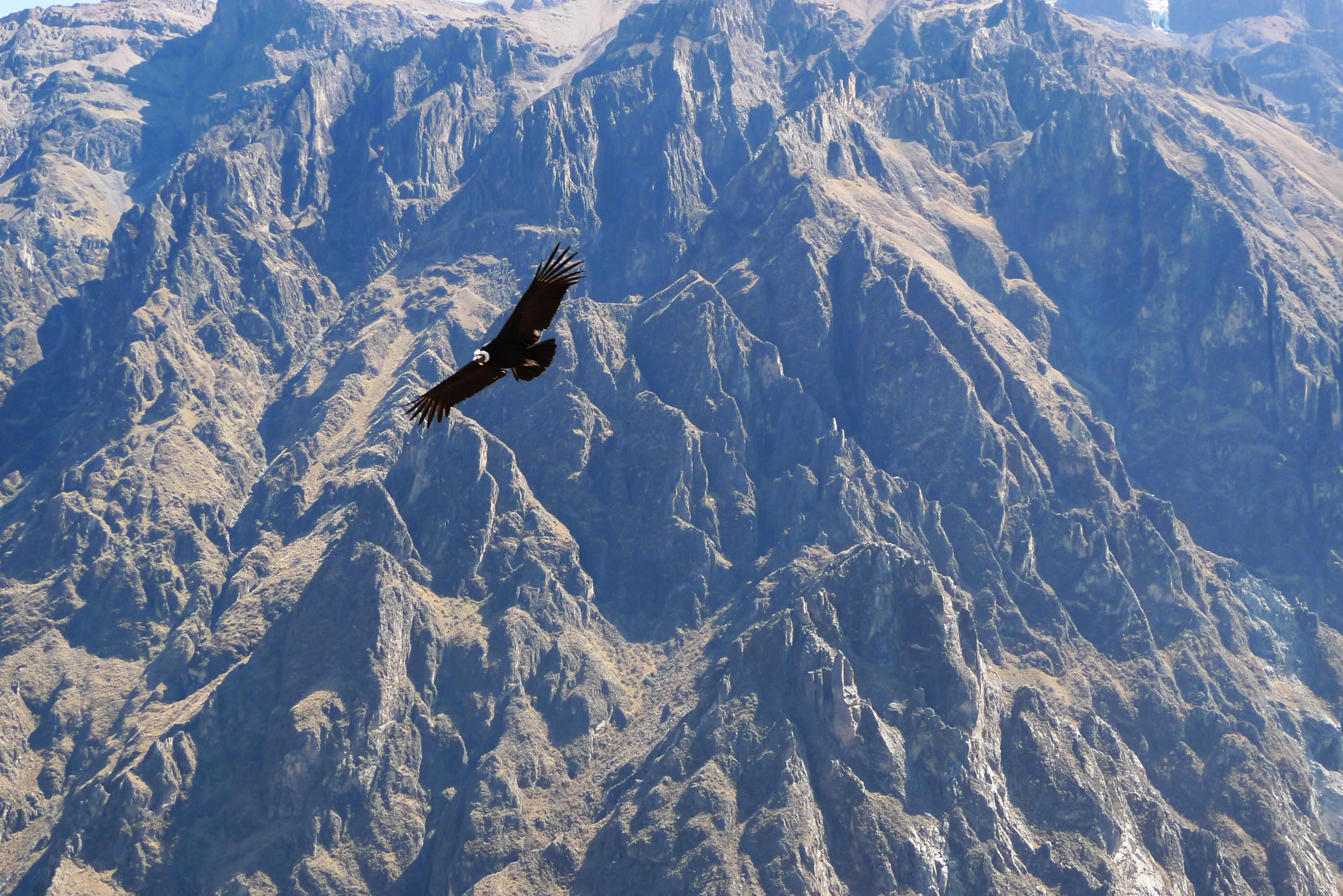 peru - colca canyon_kondor fugl_01