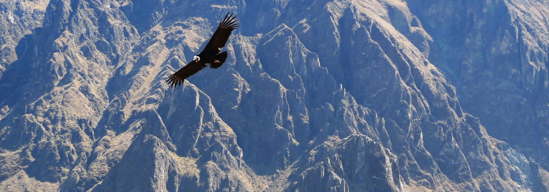 peru - colca canyon_kondor fugl_01