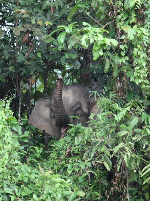 Sukau Rainforest Lodge_elefant_02