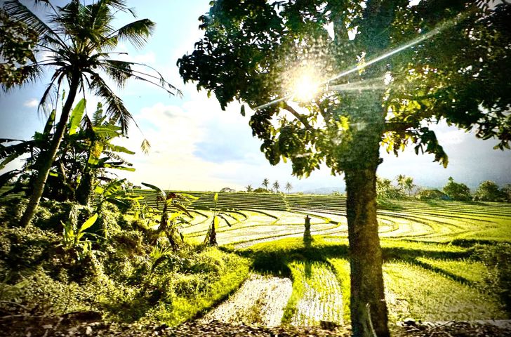 Pupuan Sawah Rismarker GI 2200665038