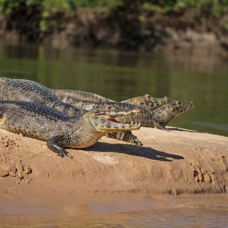 brasilien - pantanal_dyr_alligator_01