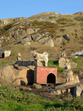 Sisimiut_slædehunde_03