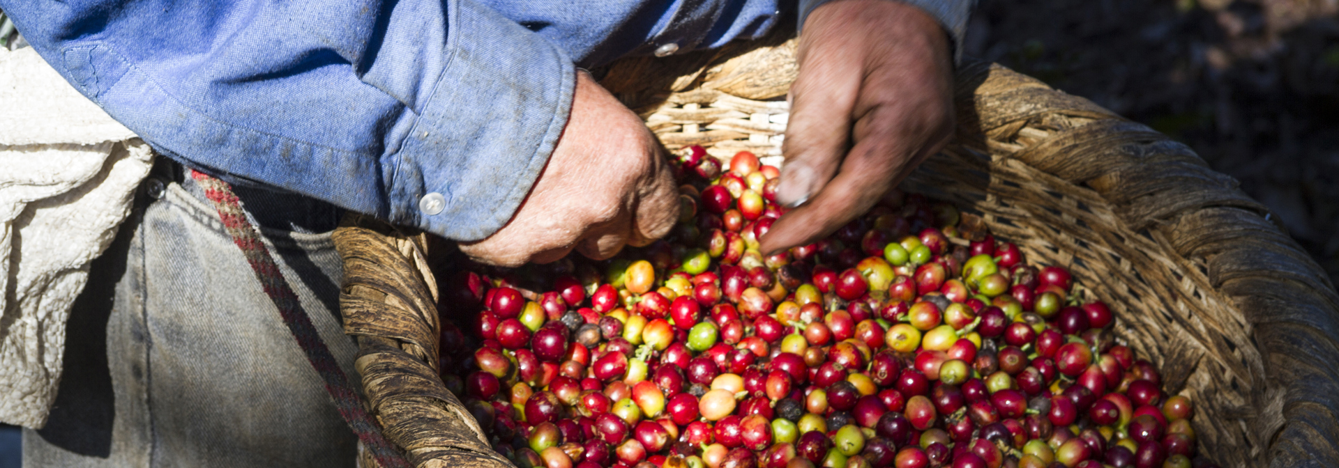 panama - kaffeplantage_kaffeboenner_03