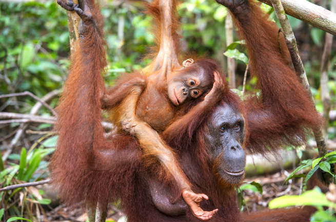 sepilok_orangutan centre_08