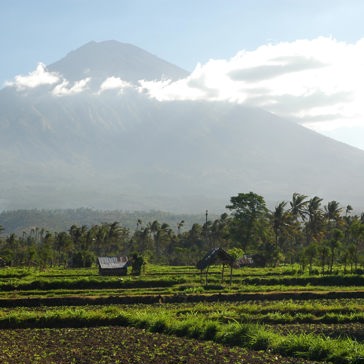 bali - ubud_rismark_11