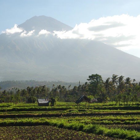 bali - ubud_rismark_11