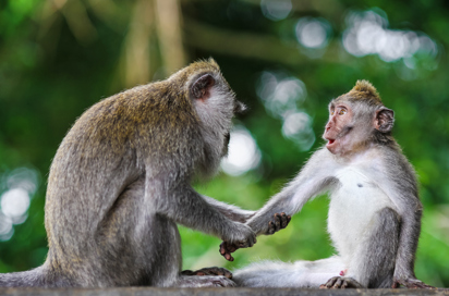 bali - ubud_monkey forrest_11