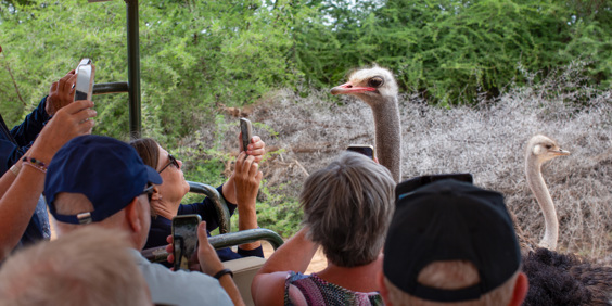 Sydafrika Mikkel 2025 1310 Close Encounter Med En Struds