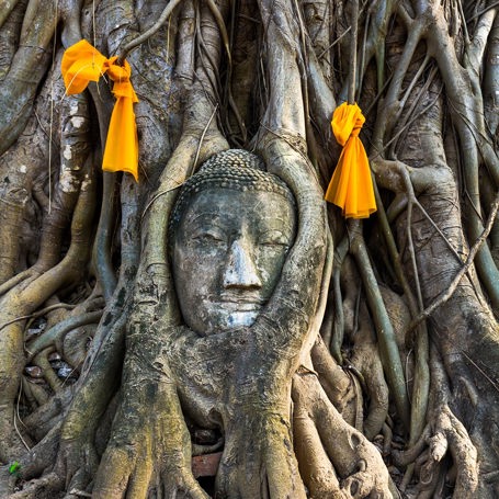 thailand - ayutthaya_buddha_trae_02_HF