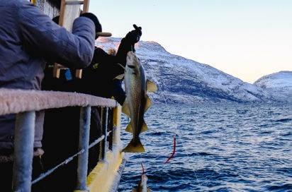 Nuuk Fiskeri 02