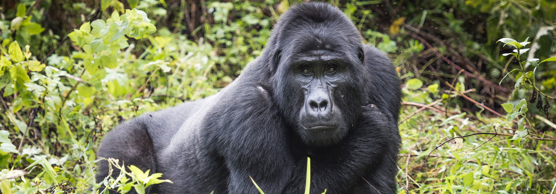 Uganda Bwindi Impenetrable National Park Uganda Mountain Gorilla