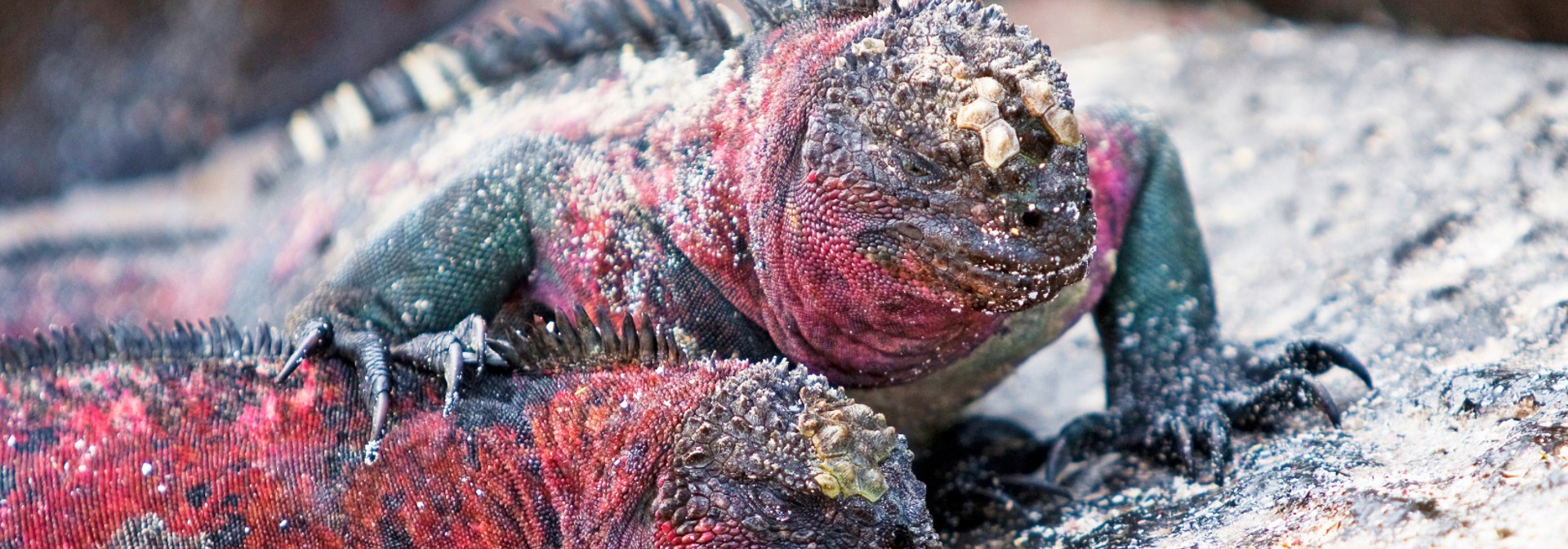 galapagos_leguan_03