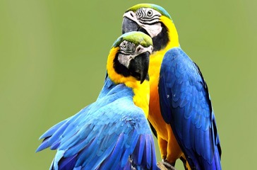 brasilien - brasilien_papegeoje_01_hf