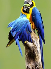 brasilien - brasilien_papegeoje_01_hf