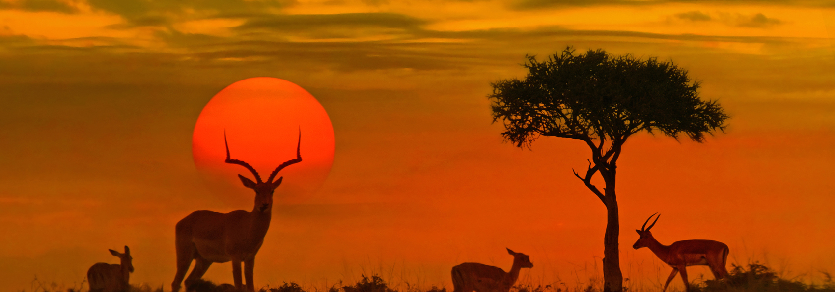 sydafrika - kruger_sunset_01