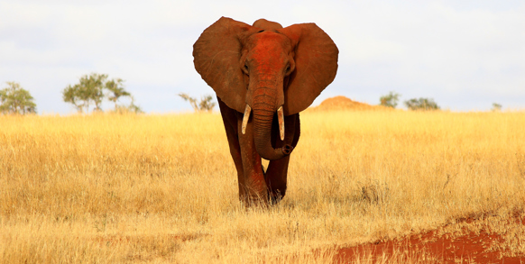 tsavo_elefant_01