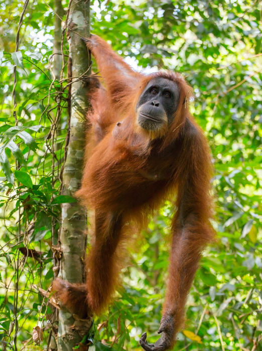 Bukit Lawang Orangutang GT 474536652