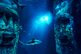 Påskeøen Dykning 02