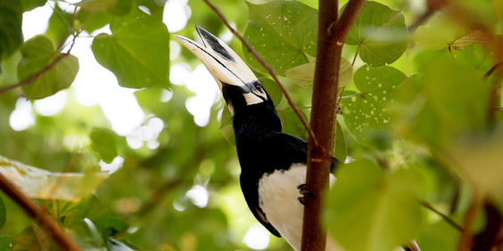 thailand - koh yao noi_fugl_01