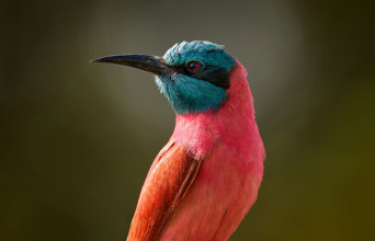 Karminbiæder Chobe National Park