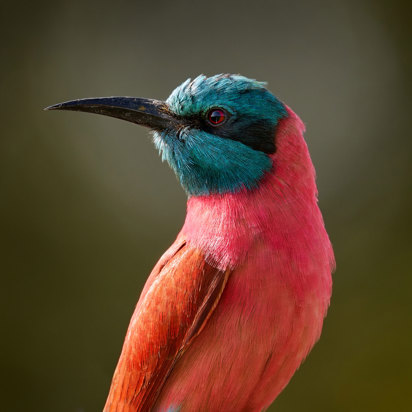Karminbiæder Chobe National Park