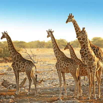 etosha_nationalpark_giraf_01