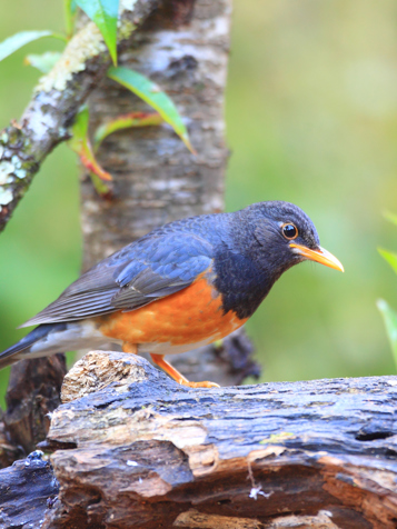 Thaton Doi Pha Hom Pok National Park Fugl 176416298