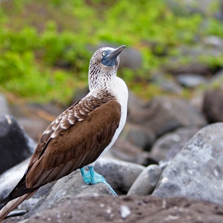 galapagos_fugle_blue footed booby_03