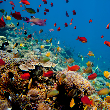 bali - bali_snorkling_02